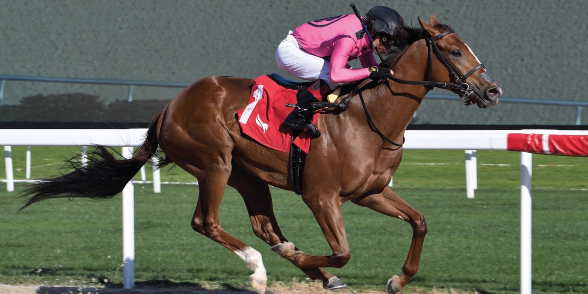 Classic horse web graphic 1-80