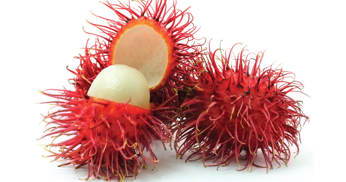 rambutan web graphic-80